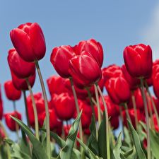 Tulipa Green Parrot