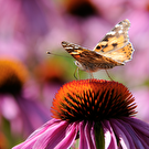 Natuur fotografie